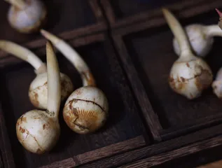 冬日江南食茨菇