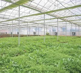 驯化野菜：少一分野性，多一分美味