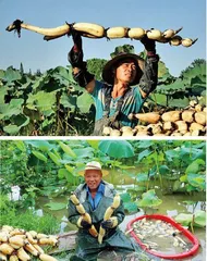入秋正是采藕时