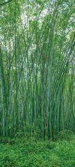 竹乡文宴，“山珍”新解广宁雅味