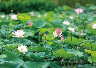 立夏：风暖昼长　万物繁茂