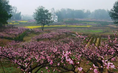  徽州臭鳜鱼　桃花流水鳜鱼肥