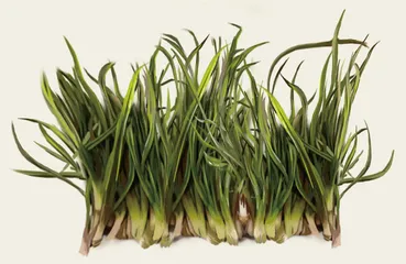 青青阳沟菜