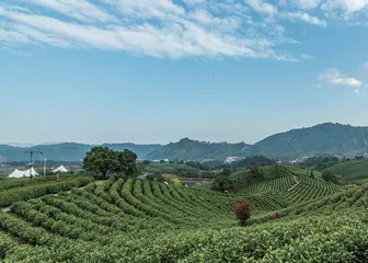 与茶相伴　与中国结缘
