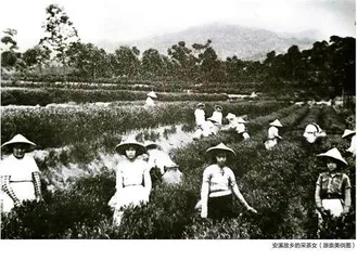茶自故乡来：从闽南到南洋