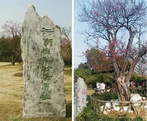 追寻江南植茶公所的神秘足迹
