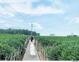 在茶乡，望故乡