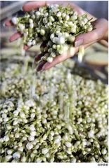 窨花制茶：花魂茶骨，味蕾自芬芳