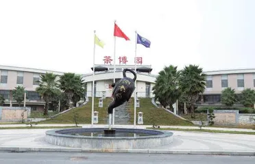 雨林“金叶”薄沙茶