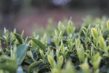能从草质发花香