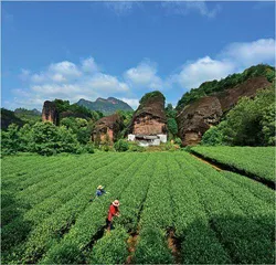 朱熹：一盏清茗见天理