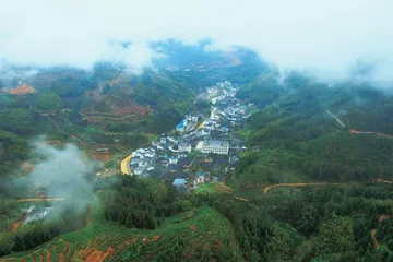 情系坦洋：一味茶与一个村的传奇