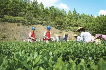 解“压”黑科技电力赋能茶飘香