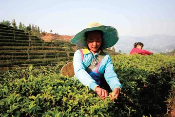 造访滇红茶的诞生地
