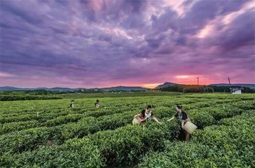 陨石坑里早春芽