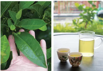 白沙茶业：这“叶”风景独好，生态价值拉满