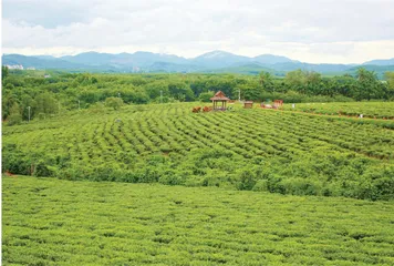 白沙茶业:这“叶”风景独好,生态价值拉满1