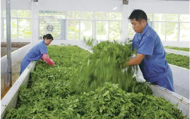 白沙茶业:这“叶”风景独好,生态价值拉满2