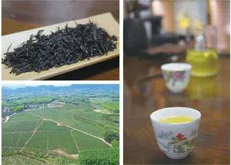 白沙茶业:这“叶”风景独好,生态价值拉满6