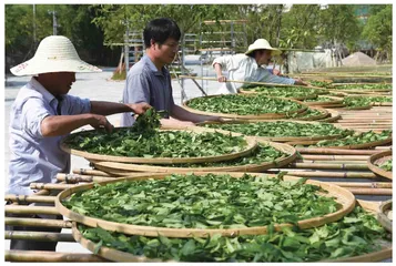 茶树吸收营养物质的特性