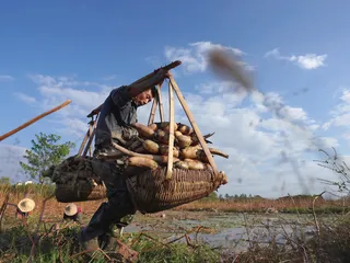 藕遇东山