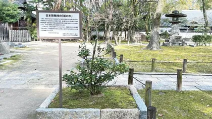 日本最初茶栽培地探访记（下）