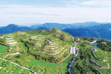 茶业为边远贫困村带来的蝶变