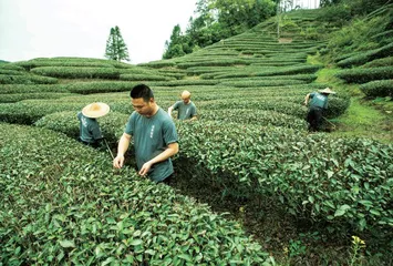 “三茶”统筹引领　中国茶业迈入新时代