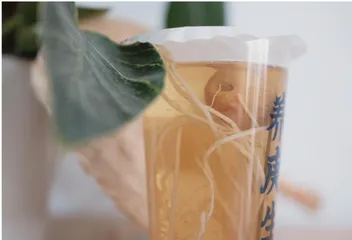 一生草木间,茶心济天下3