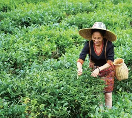 中国最南端的白茶，藏着最炫民族风