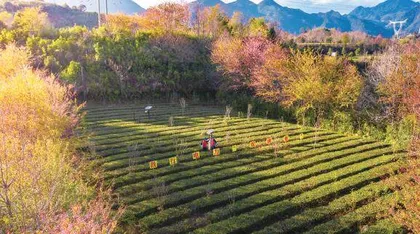 悠悠茶韵　乌龙飘香