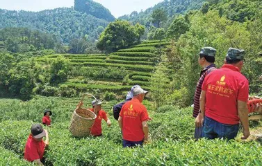 茶企品牌进入“超级个体”时代？