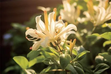 金银花提取物在保健食品中的应用