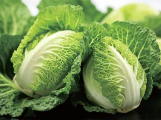 白菜产销升级丰富了“菜篮子” 鼓起了“钱袋子”