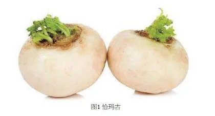 恰玛古泡菜工艺的研究