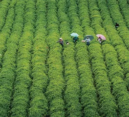 英山茶名扬天下