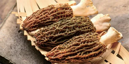热泵干燥技术在羊肚菌烘干中应用研究