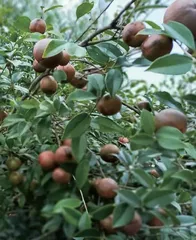 油茶籽油中苯并（a）芘的产生与控制技术分析