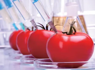 转基因食品安全的伦理探究