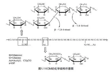 魔芋葡甘聚糖对肠道微生物调控影响机制分析