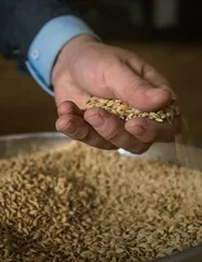 粮食仓储损耗的原因及对策分析