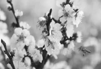 春芳