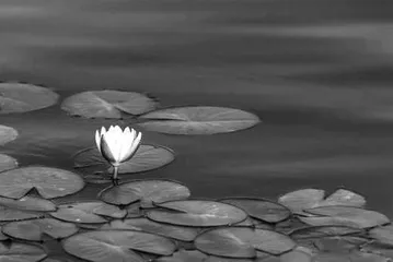 出水芙蓉