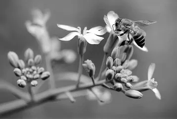 蜂花恋