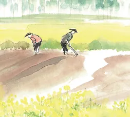 田间的成长