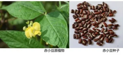 明艳的豆中瑰宝——赤小豆1