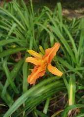 身边的忘忧草——黄花菜1