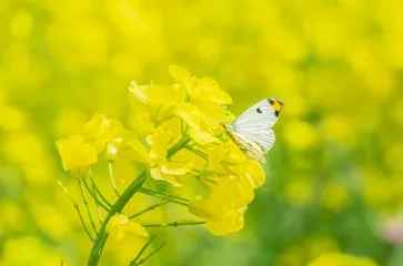 春季过敏高发，谨防过敏性鼻炎1