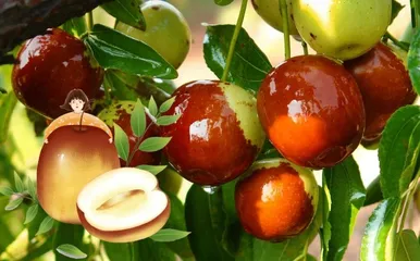 《西游记》里的枣1