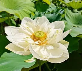 观荷赏月在九渡1
